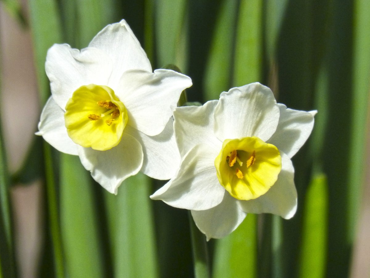 Fact about Daffodil Flower