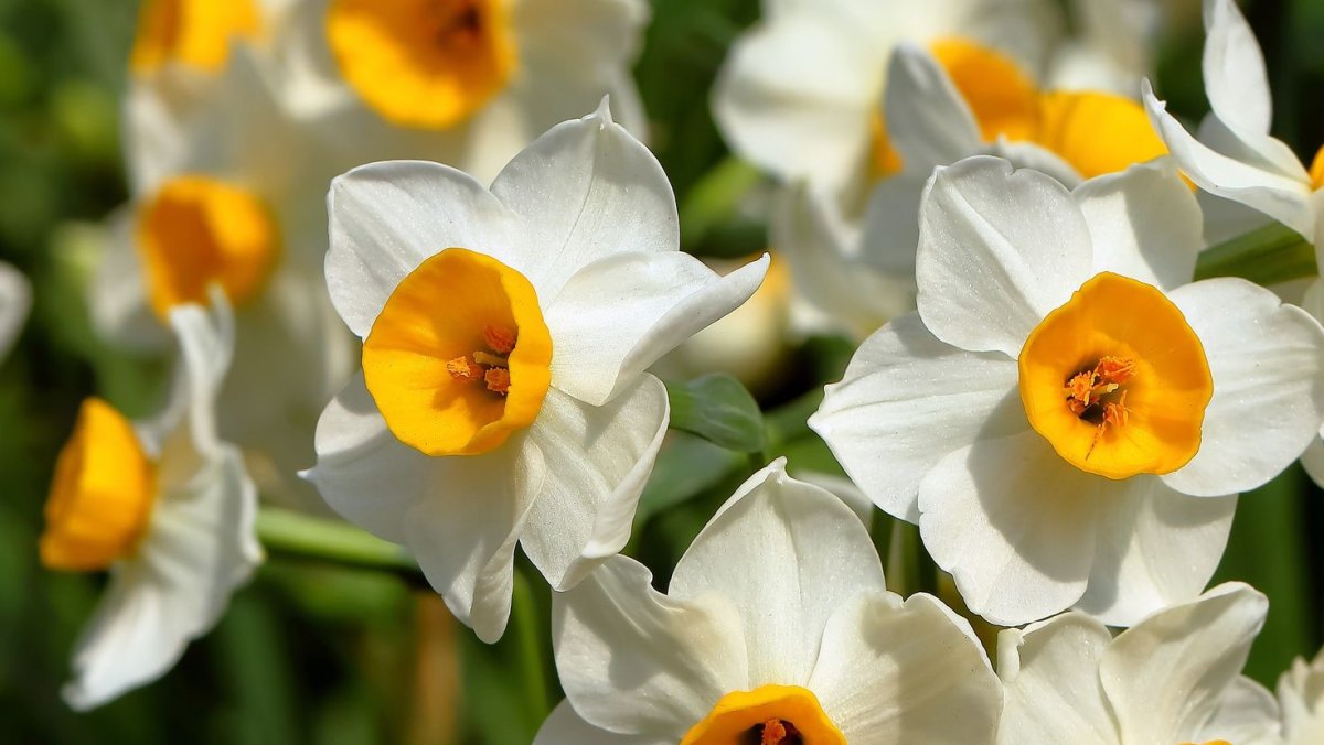 Нарцисс Flower