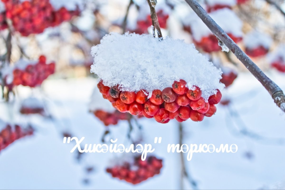 Зимняя рябина