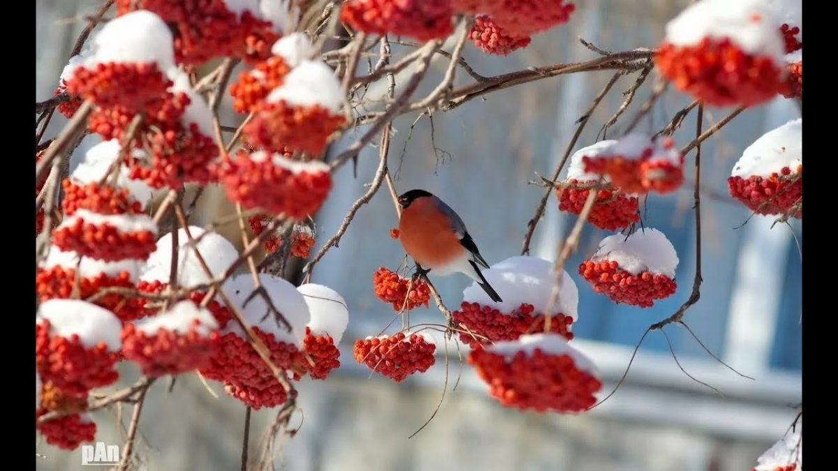 Снегири на рябине зимой