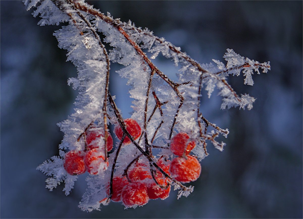 Иней на ветках