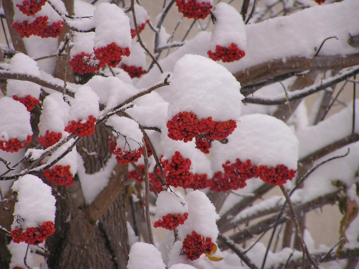 Дерево рябины под снегом