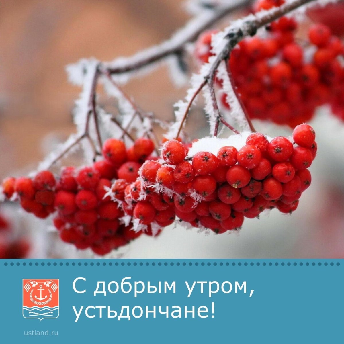 Рябина зимой