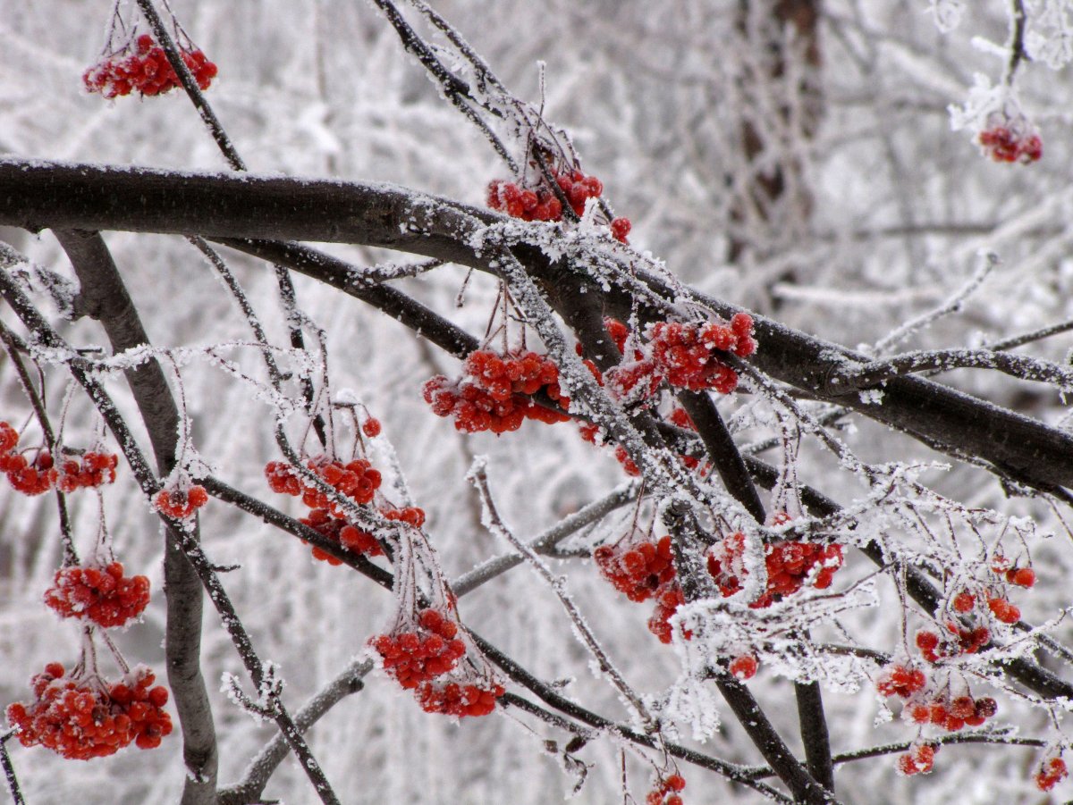 Зимняя рябина