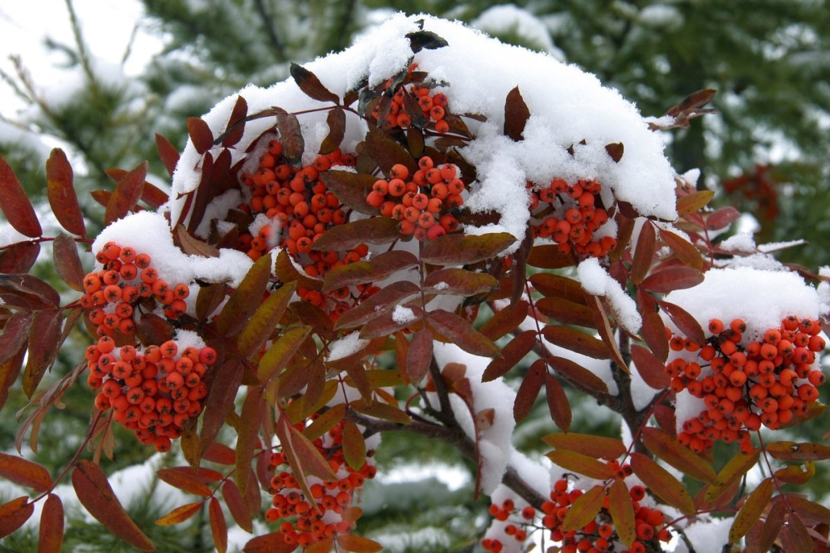 Рябина осенью и зимой