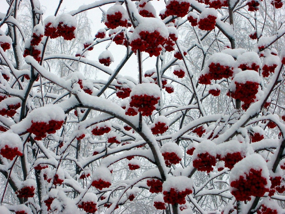 Рябина Гранатная зимой