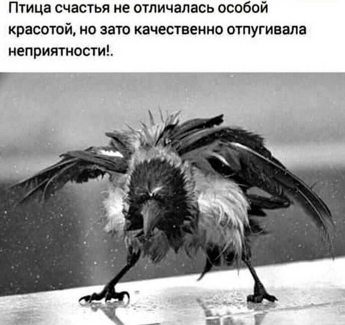 Смешная птица счастья