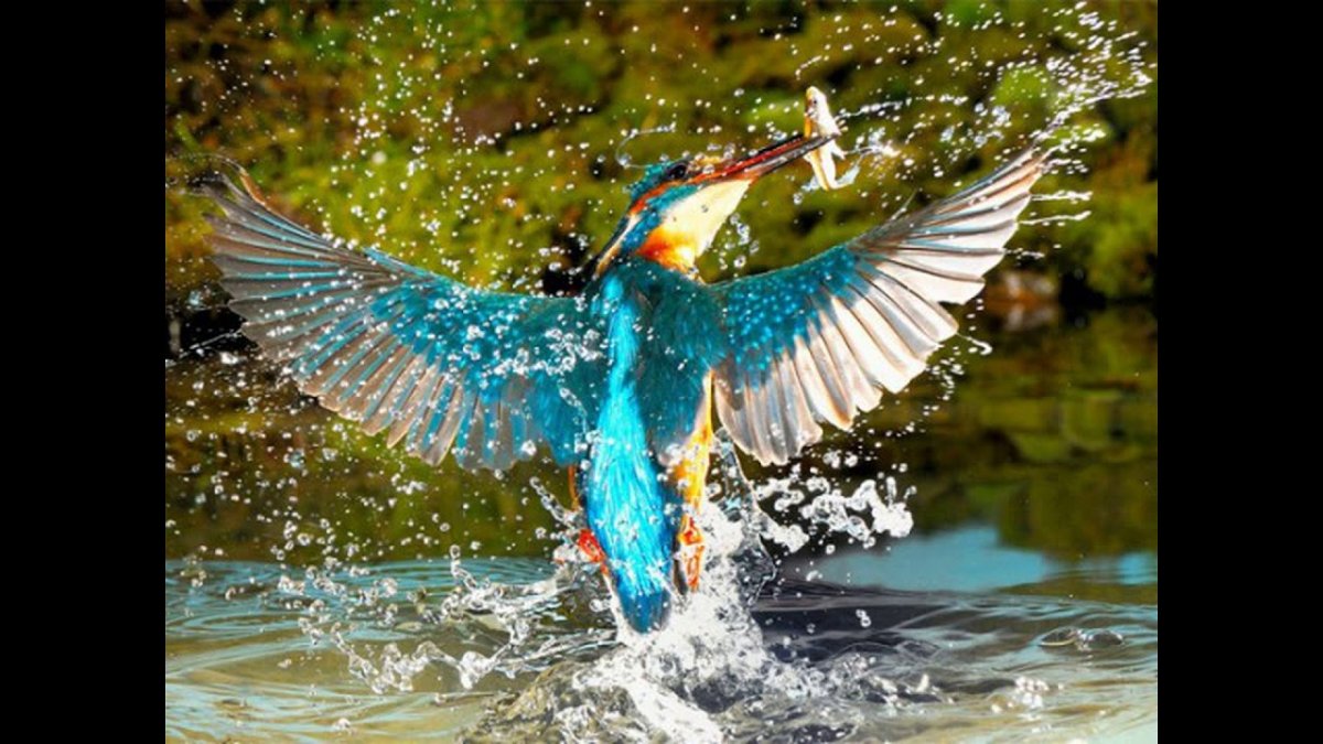 Птица счастья завтрашнего дня