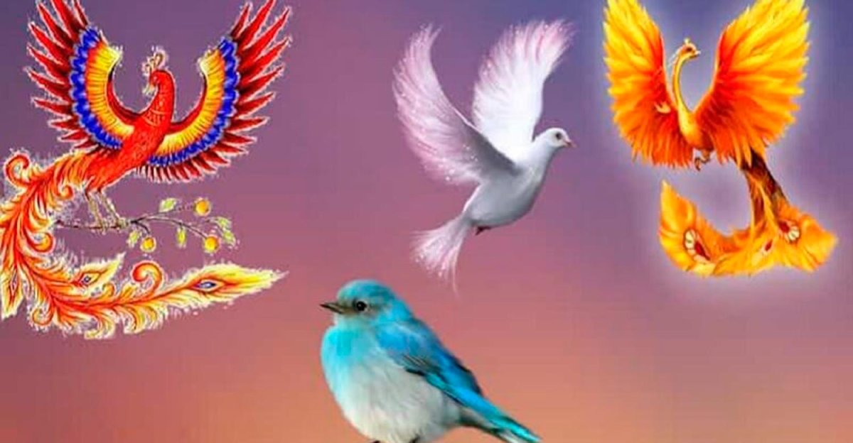 Жар птица Павлин