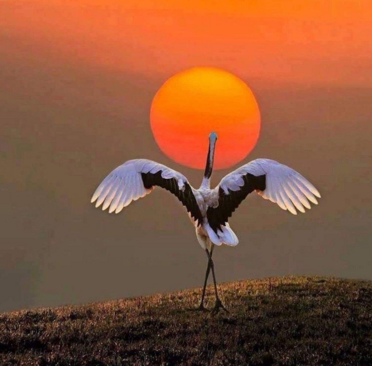 Фантазийные птицы