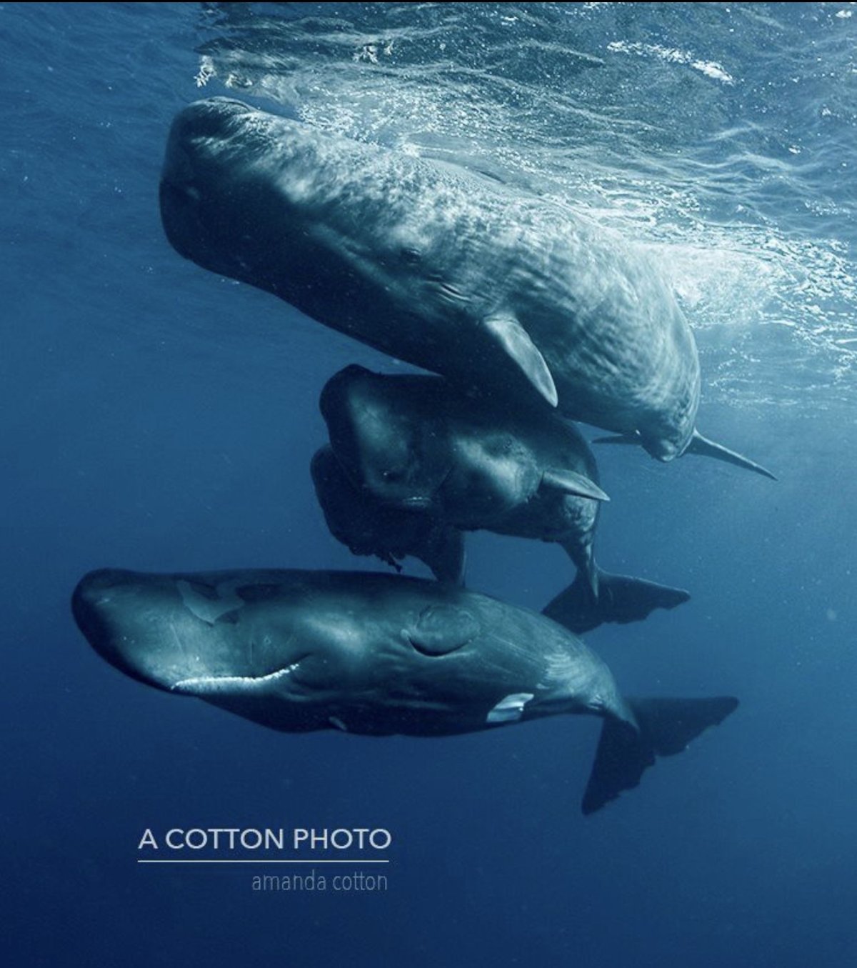 Зубастый кит Кашалот