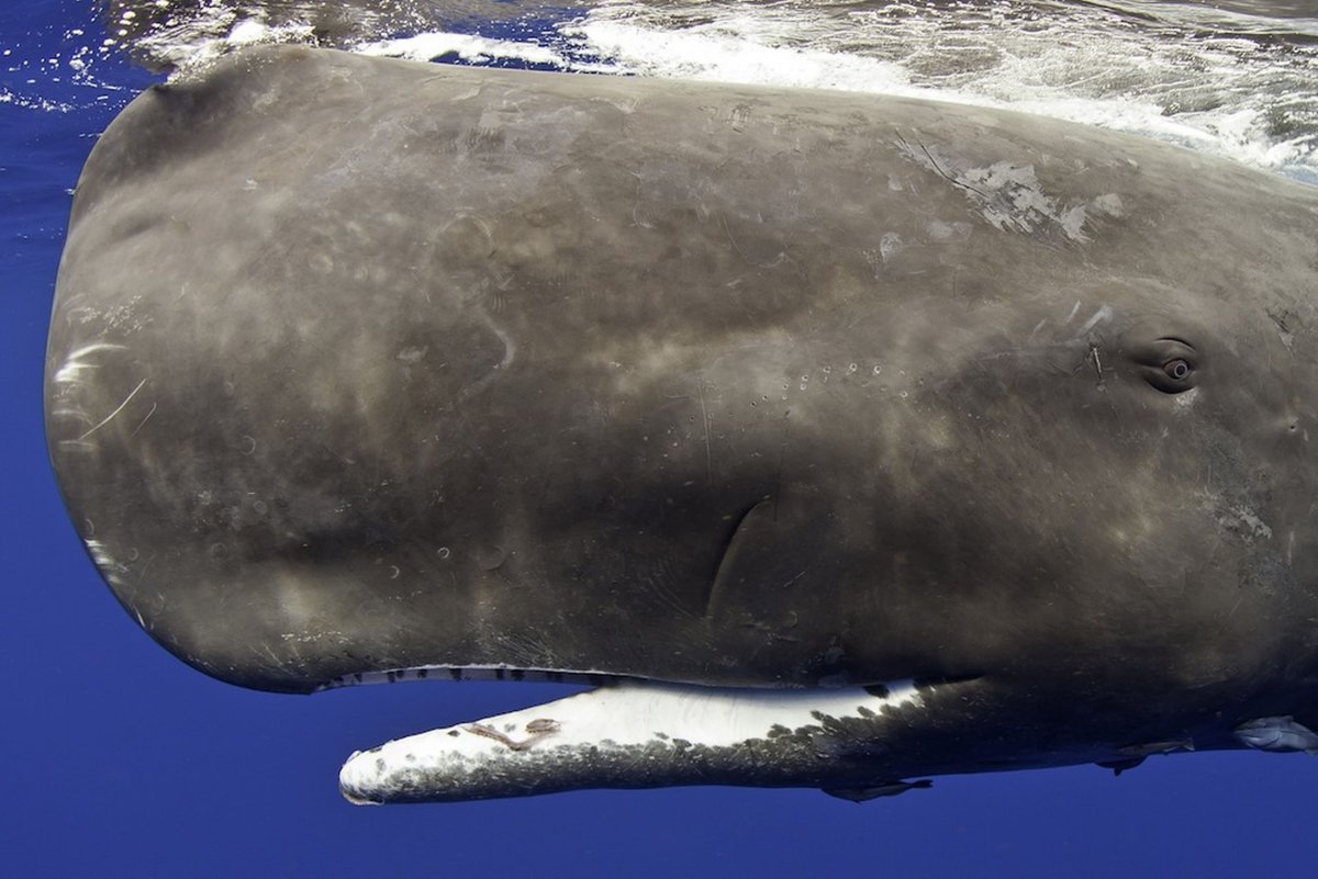 Кашалот шрам от кальмара
