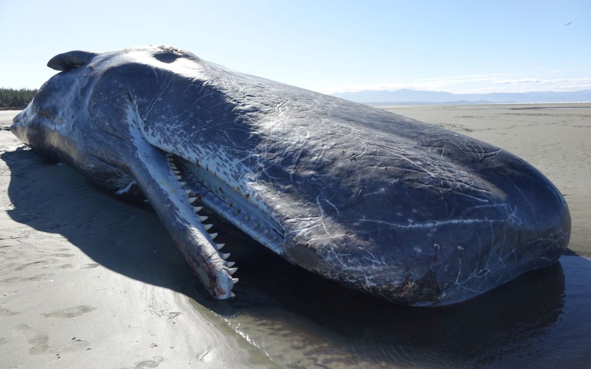Гигантский Кашалот