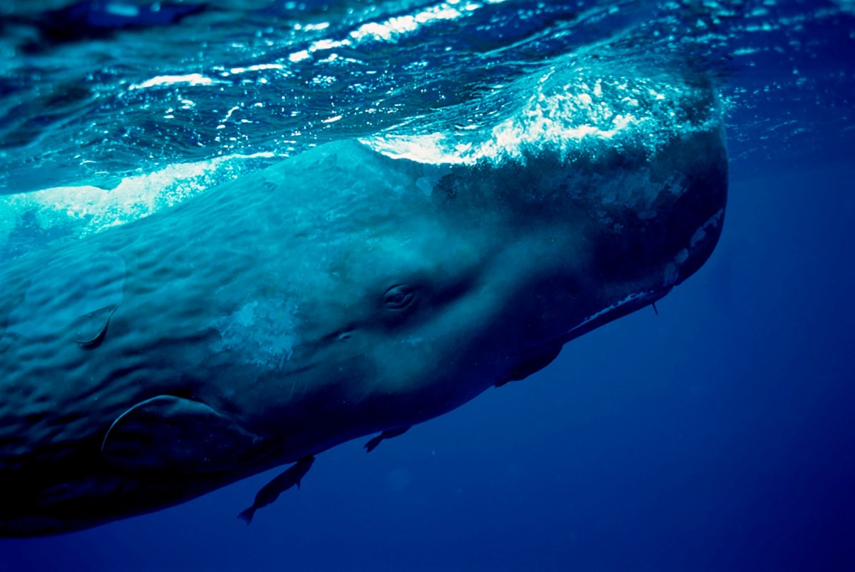 Карликовый Кашалот