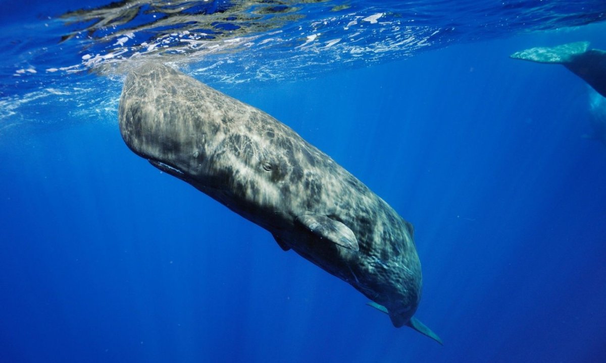 Кашалот Тихого океана