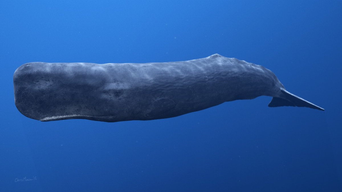 Карликовые Кашалоты (род)