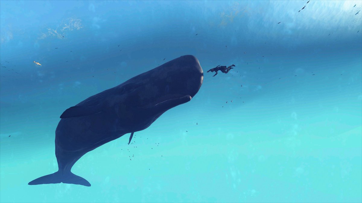 Кашалот перевод