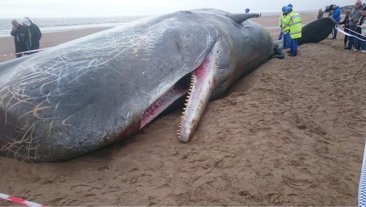 Кит Кашалот