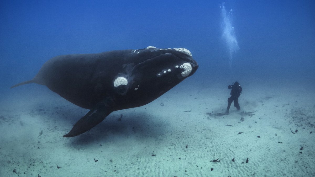 Кит Кашалот