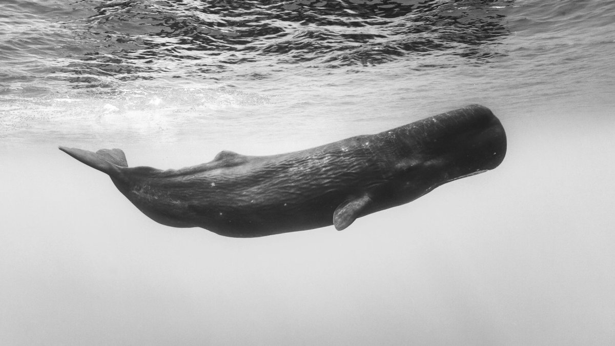 Группа Кашалот