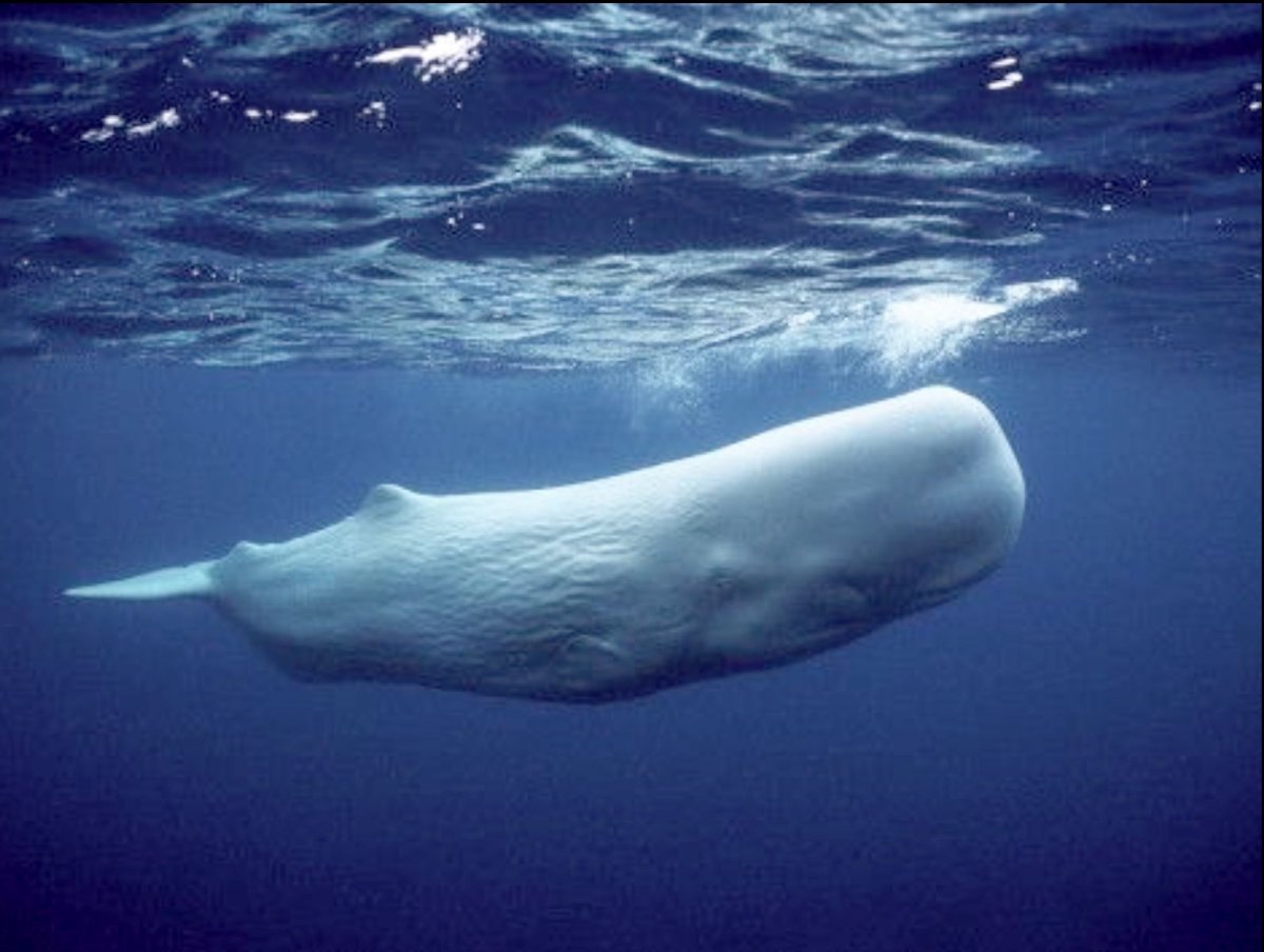 Финвал нарвал