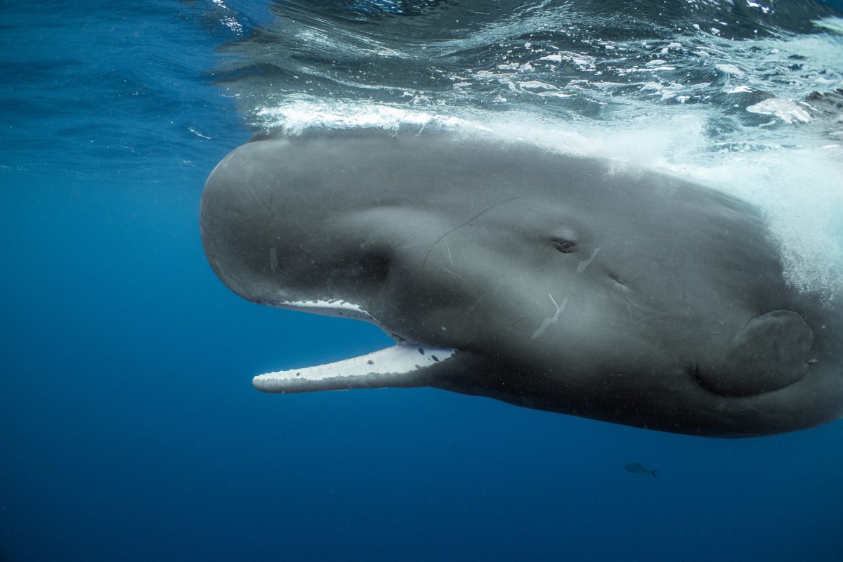 Кашалот альбинос Моби Дик