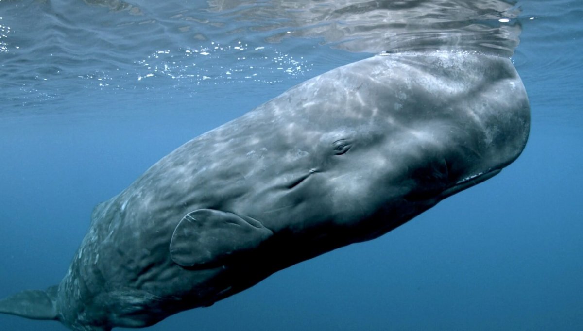 Киты вторичноводные млекопитающие