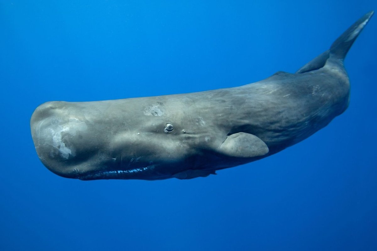 Physeter macrocephalus (Кашалот)