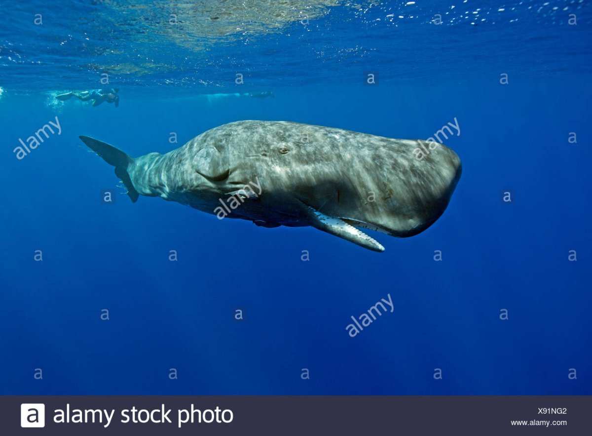 Кашалот в Антарктиде