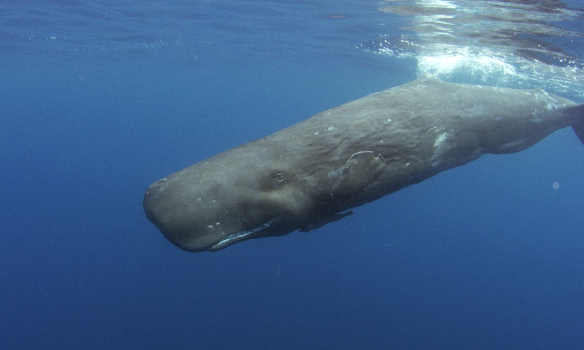 Гольфстрим Кашалот