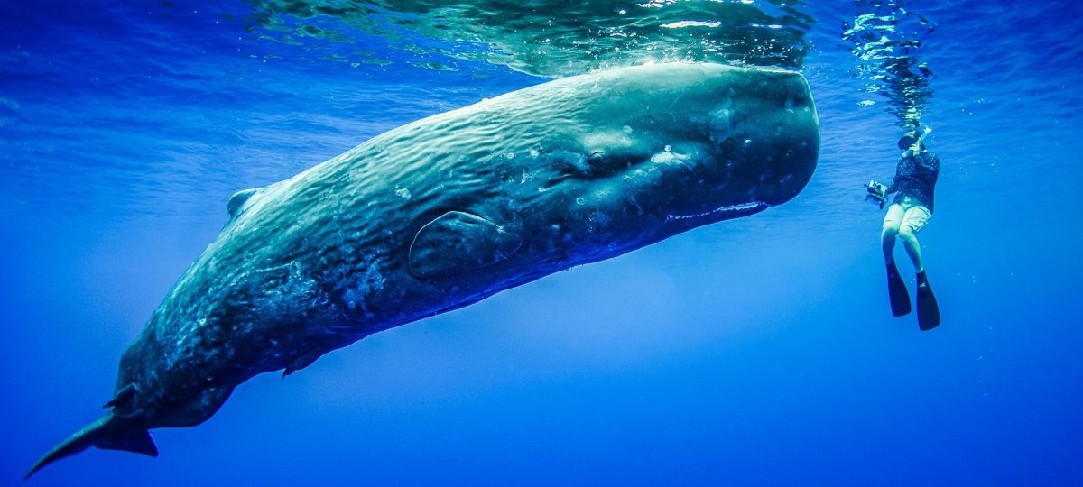 Кашалот в Антарктиде