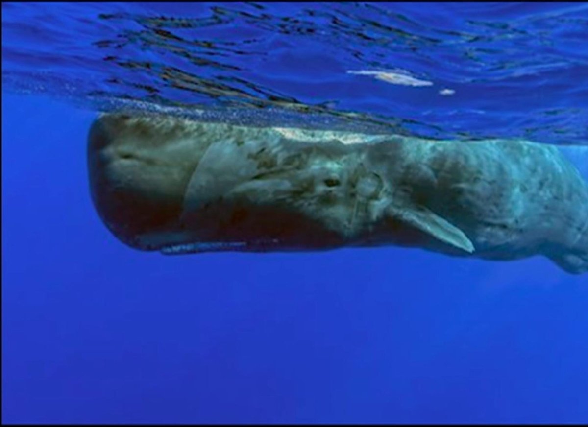 Кашалот Моби Дик