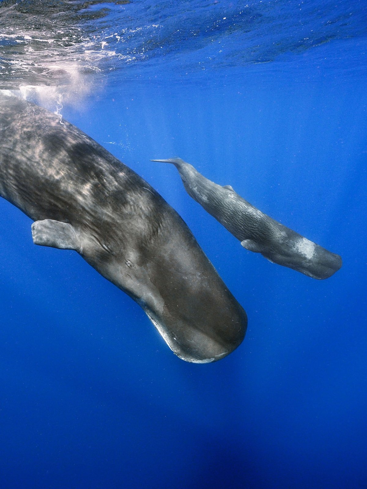 Морские млекопитающие Кашалот