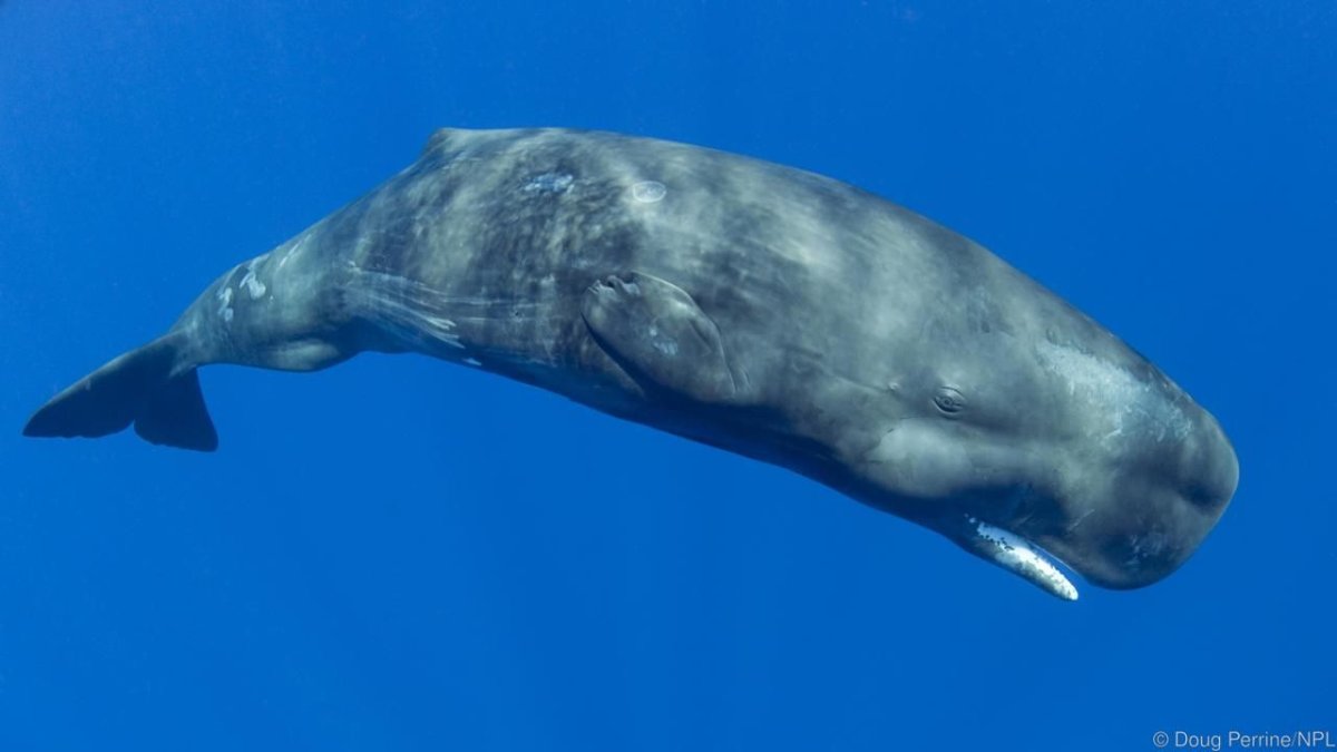 Язык синего кита