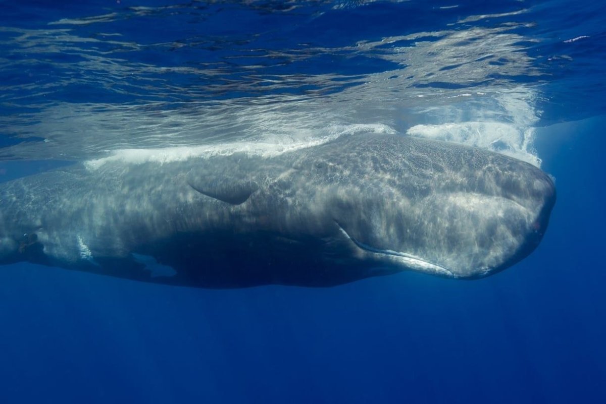 Спермацетовый кит Кашалот