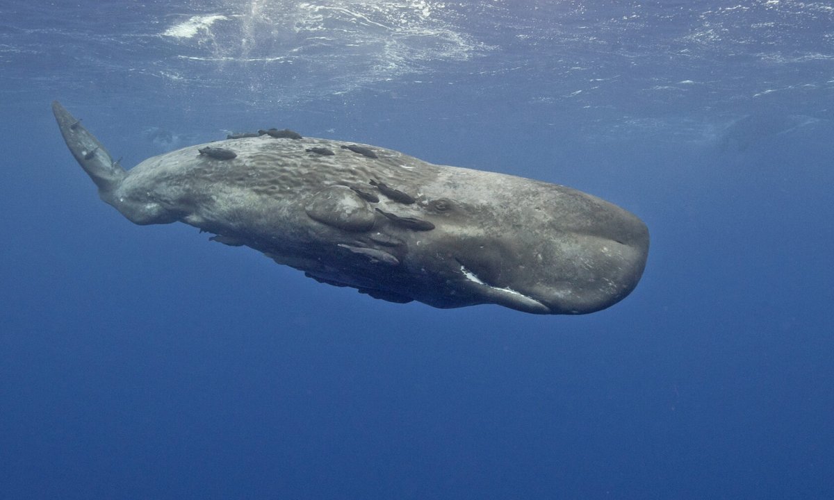 Волосатый Кашалот