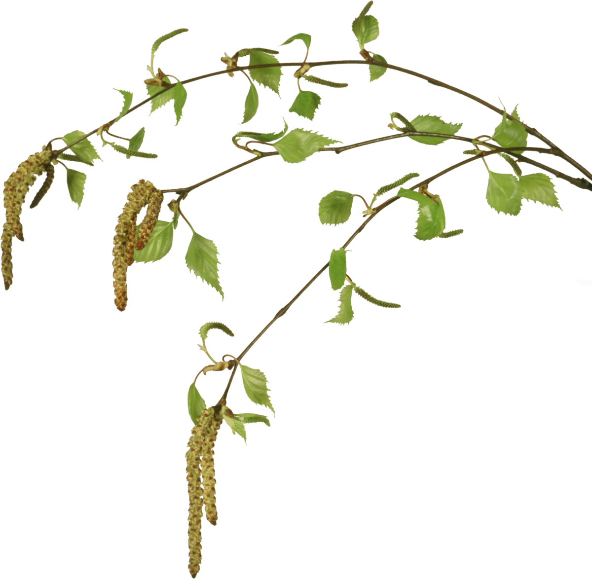 Березовые бруньки вектор