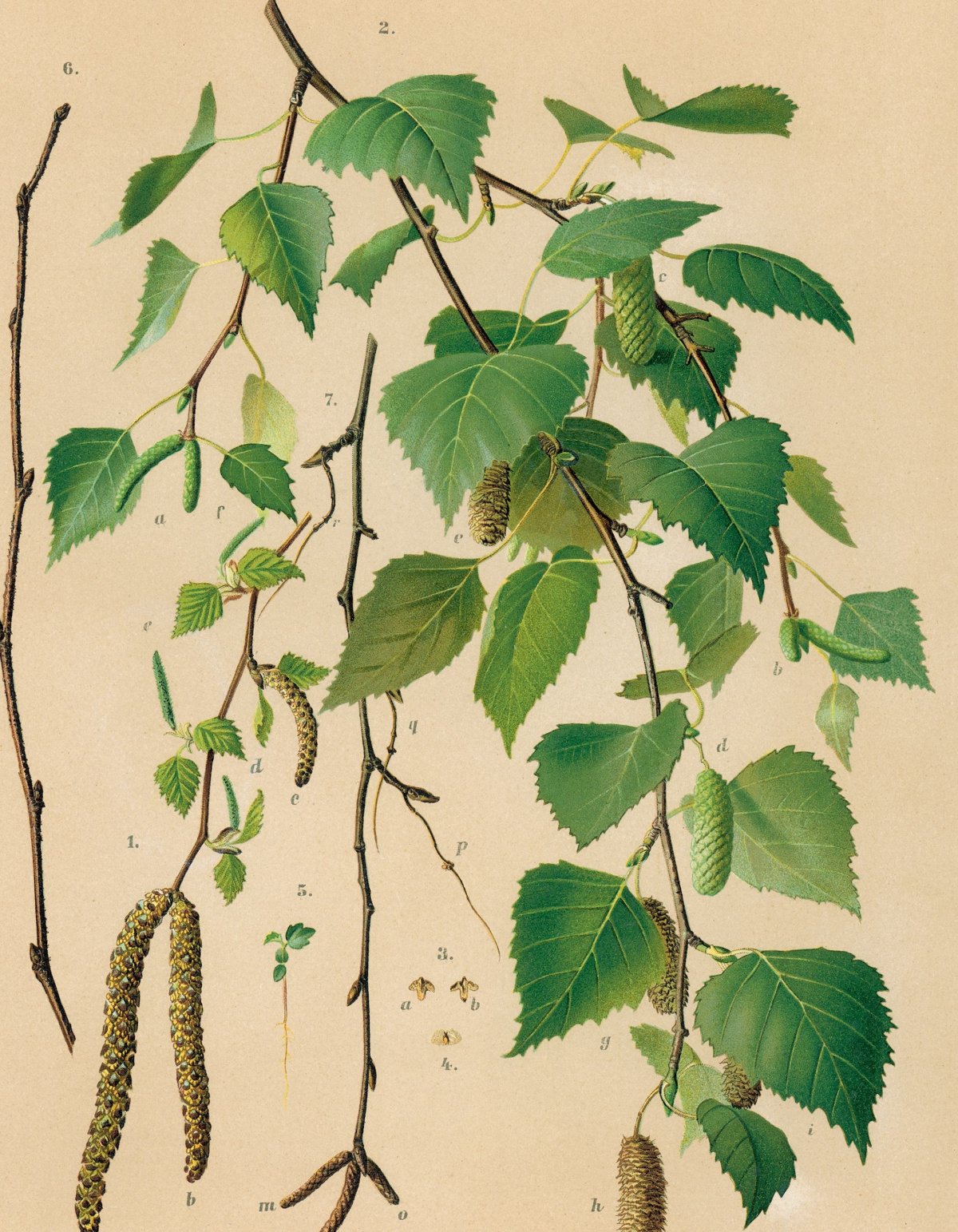 Береза повислая Ботаническая иллюстрация