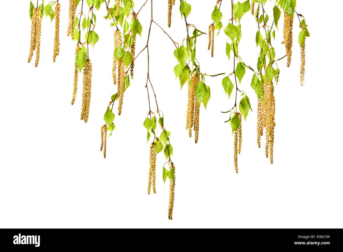 Ветви березы