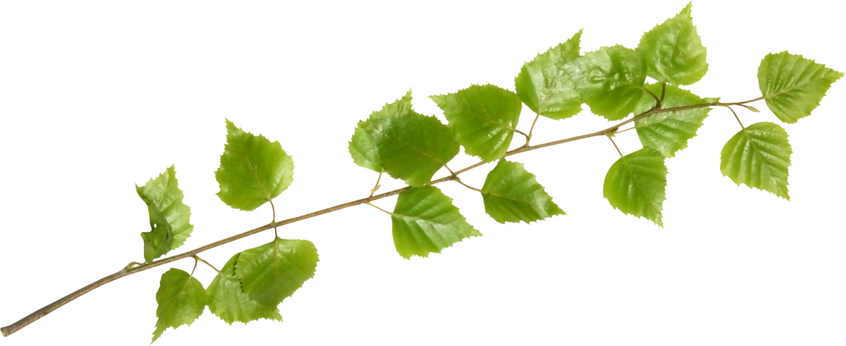 Ветки береза