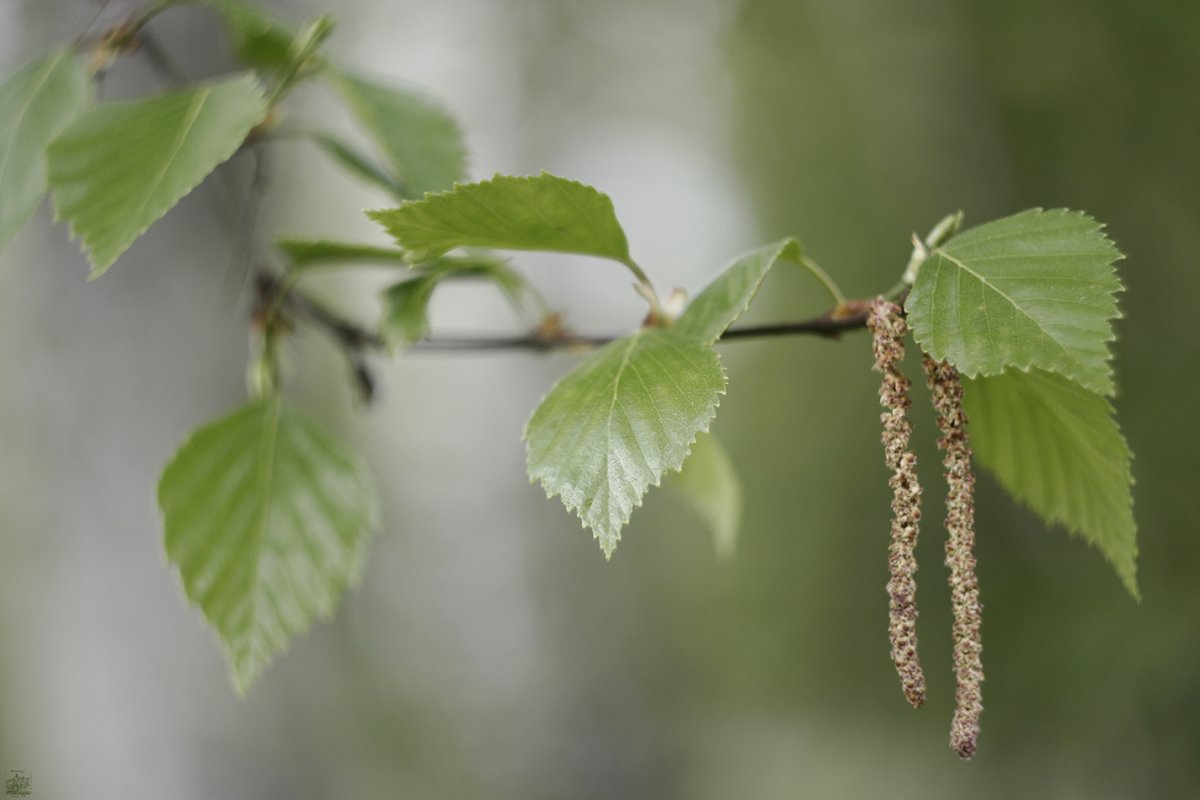Березовые бруньки