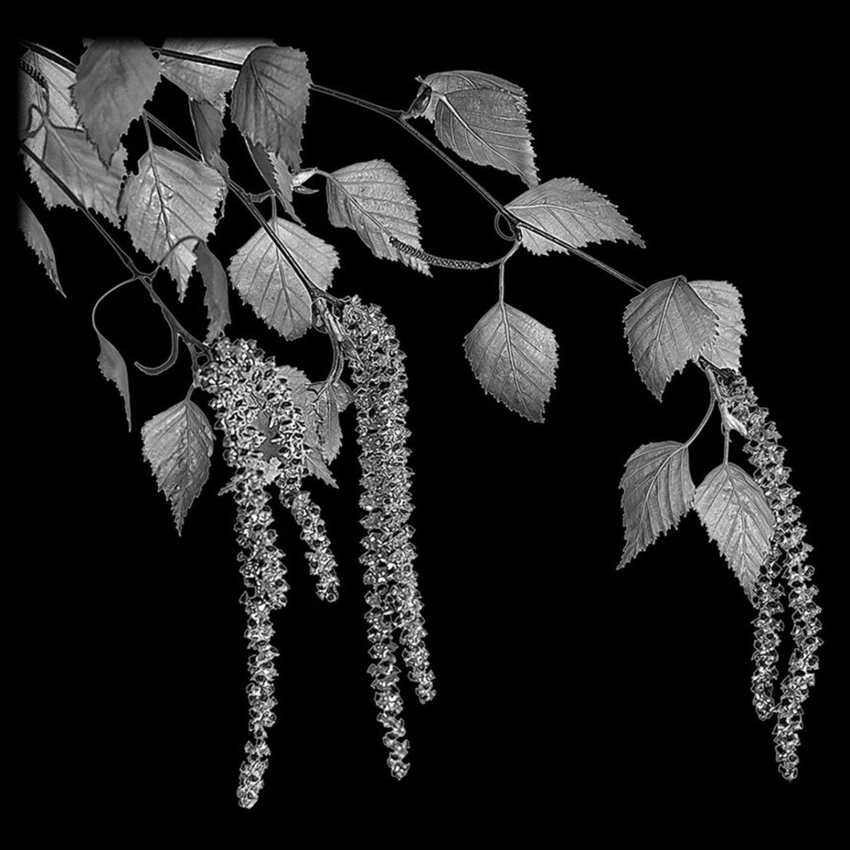 Веточка березы на памятник