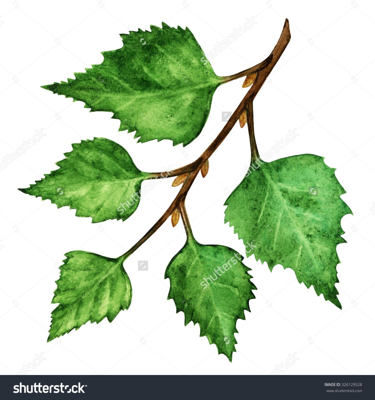 Березовая веточка с листочками