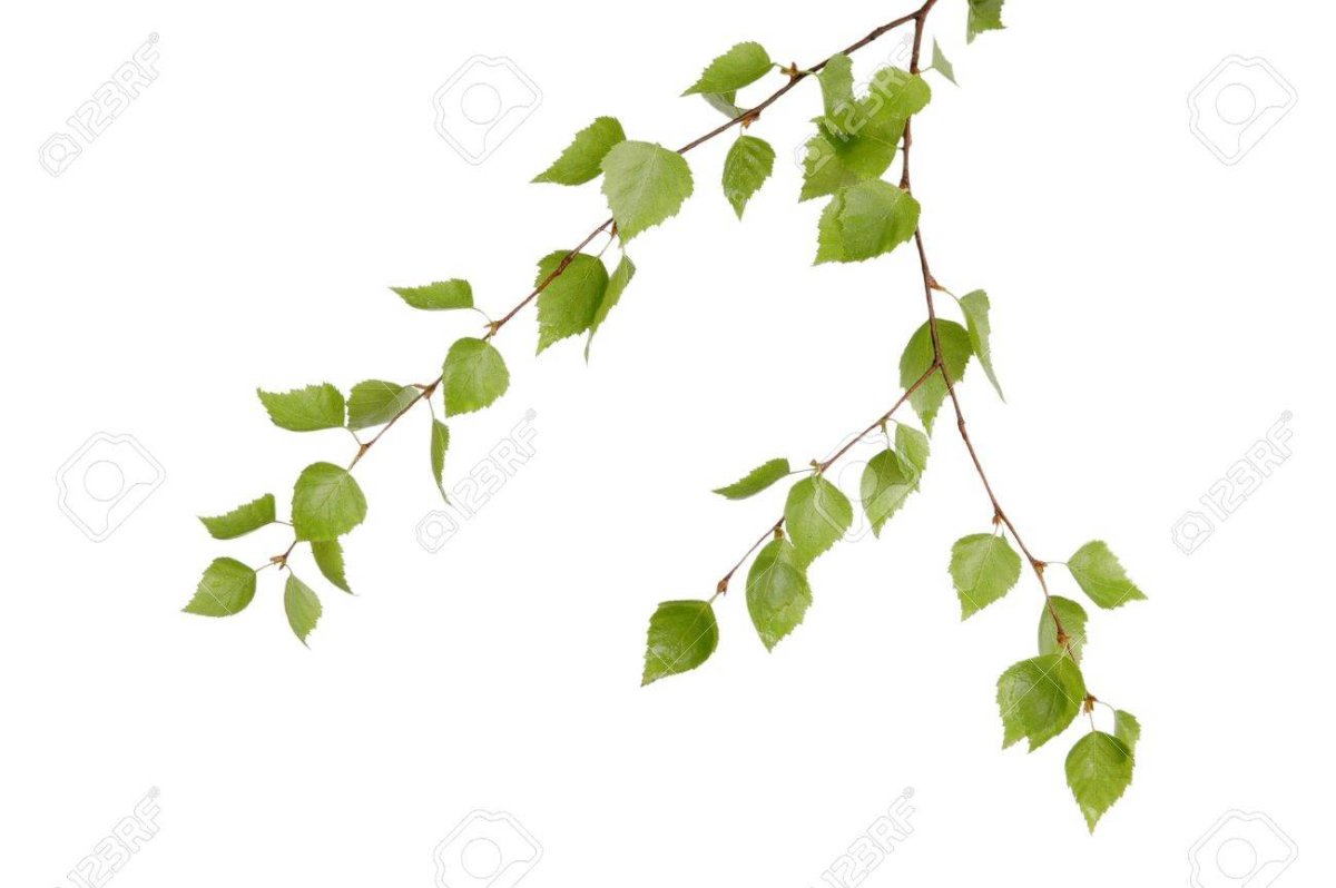 Ветка березы с почками