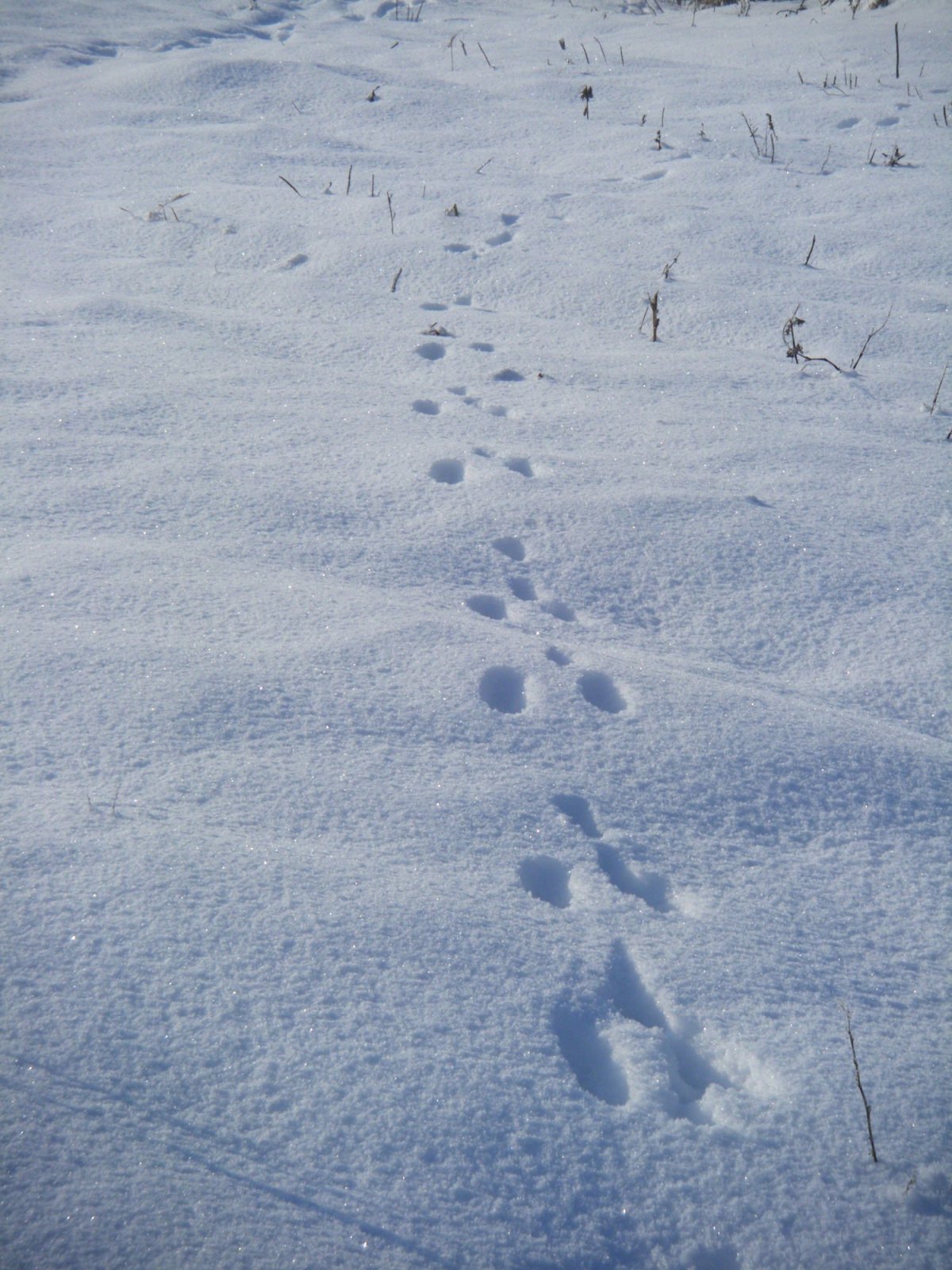 Какие следы у кролика