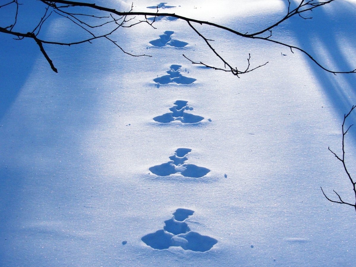 Следы животных на снегу