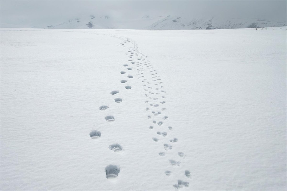 Следы зверей на снегу