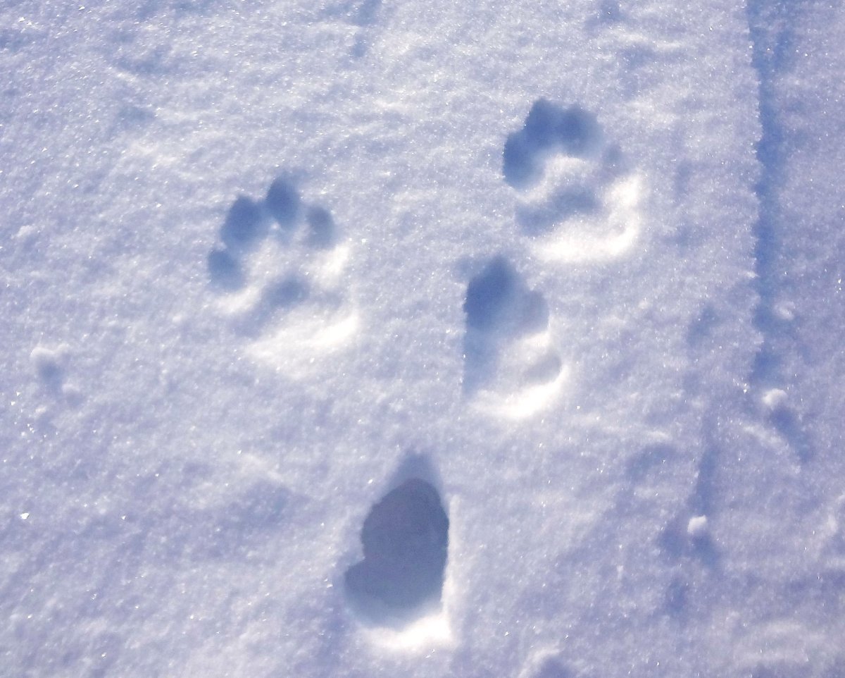 Следы зайца картинки