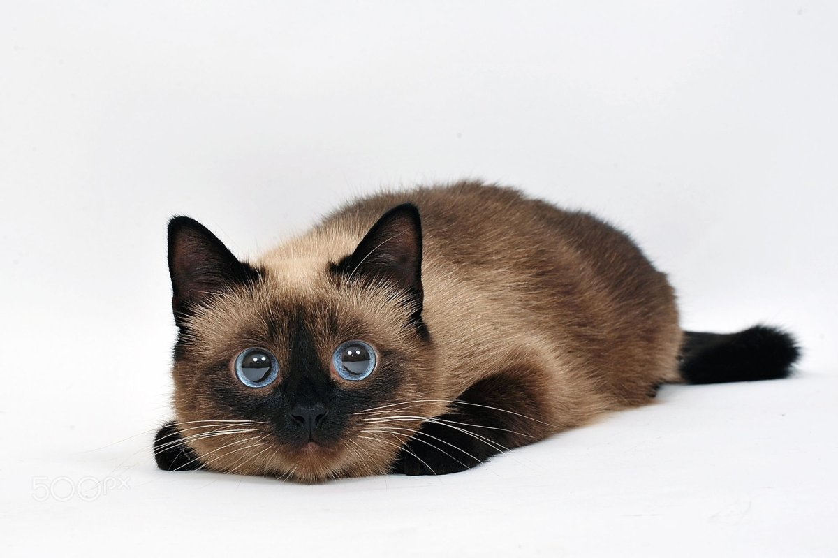 Сиамская кошка с карими глазами