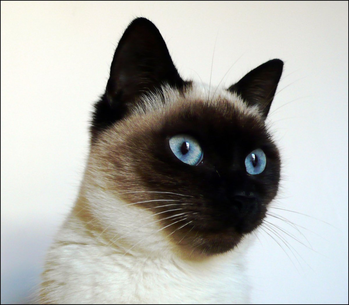 Черный сиамский кот